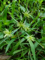 Cyperus croceus