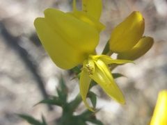 Ulex