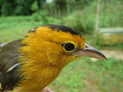 Ploceus sanctithomae