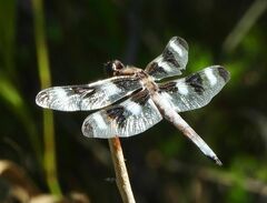 Libellula pulchella