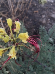 Erythrostemon gilliesii
