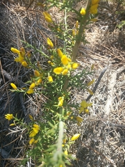 Ulex