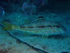 Mullus surmuletus