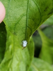 Cryptolaemus montrouzieri