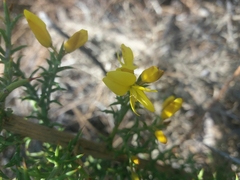 Ulex