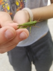 Dichromorpha viridis