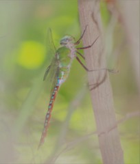 Anax concolor