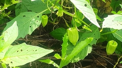 Convolvulaceae