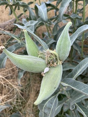 Asclepias eriocarpa
