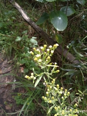 Erigeron sumatrensis