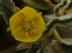 Melhania prostrata