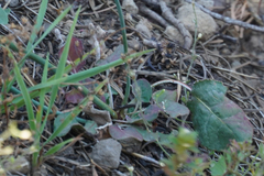 Eriogonum nudum
