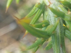Ulex