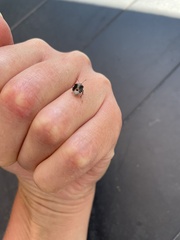 Cosmopepla lintneriana