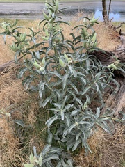 Asclepias eriocarpa