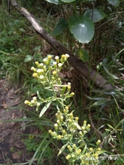 Erigeron sumatrensis