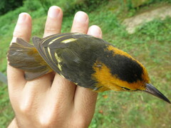 Ploceus sanctithomae