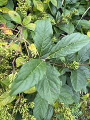 Rhamnus alnifolia