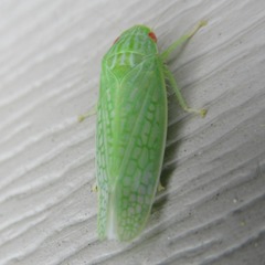 Gyponana octolineata
