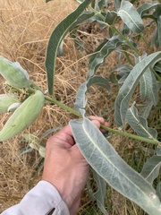Asclepias eriocarpa