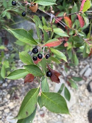 Aronia