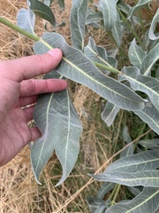 Asclepias eriocarpa