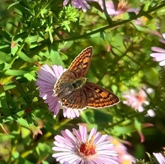 Lycaena tityrus