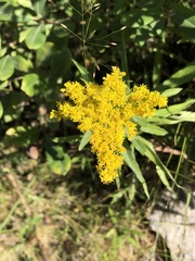 Solidago juncea