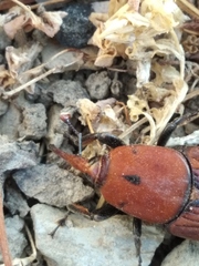 Rhynchophorus ferrugineus