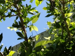 Heliconius charithonia vazquezae