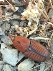 Rhynchophorus ferrugineus
