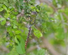 Anax concolor
