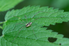 Mitopus morio