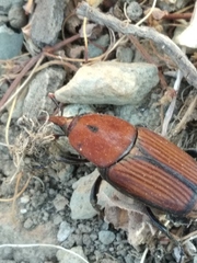 Rhynchophorus ferrugineus