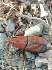 Rhynchophorus ferrugineus