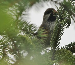 Poecile hudsonicus