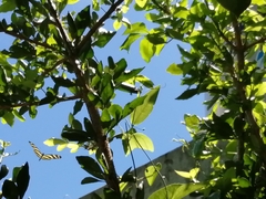 Heliconius charithonia vazquezae