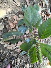 Amaranthus