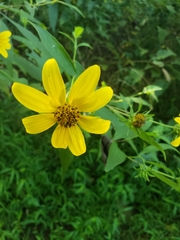 Helianthus divaricatus