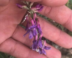 Astragalus bisulcatus