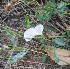 Convolvulus arvensis