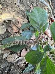 Amaranthus