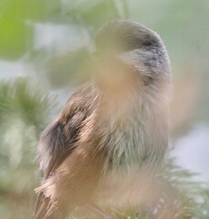 Poecile hudsonicus