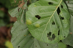 Taphrina sadebeckii