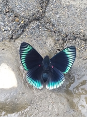 Lyropteryx lyra