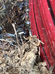 Paravaejovis confusus