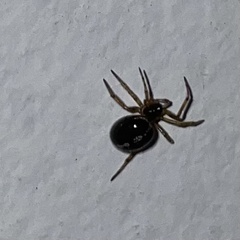 Steatoda borealis
