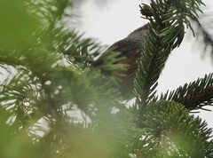 Poecile hudsonicus