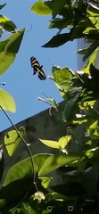 Heliconius charithonia vazquezae
