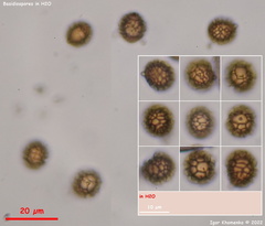 Strobilomyces strobilaceus